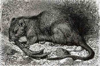 Многие занимающиеся разведением птицы теряют цыплят из-за нападений грызунов